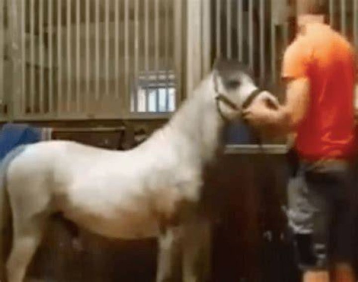 "2 Guys One Horse" And Its Profound Impact