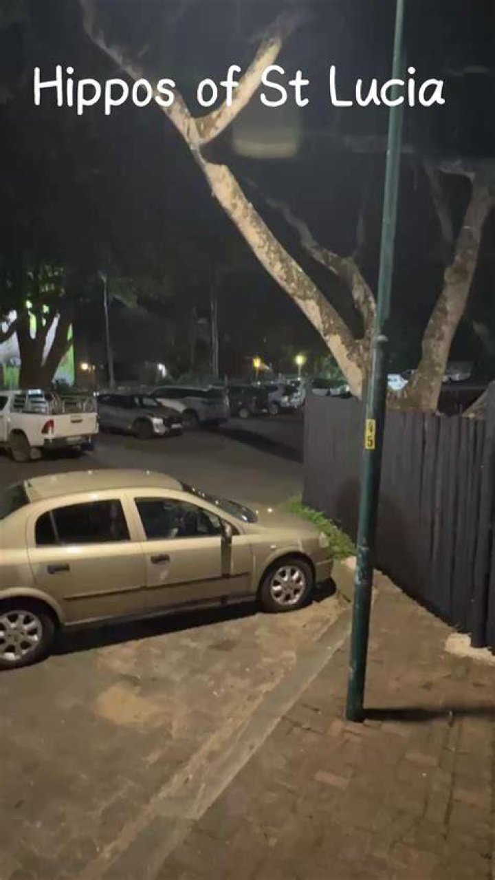 2 Hippos Captivate St. Lucia's Streets