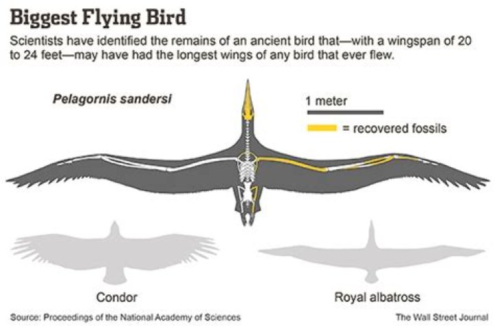 6 Largest Flying Bird In The World By Wingspan And Weight |