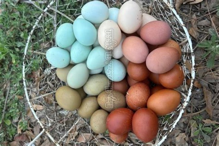A Breed With Extraordinary Blue Eggs And More