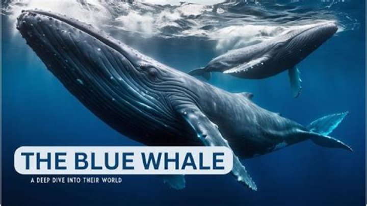 A Deep Dive Into Their World