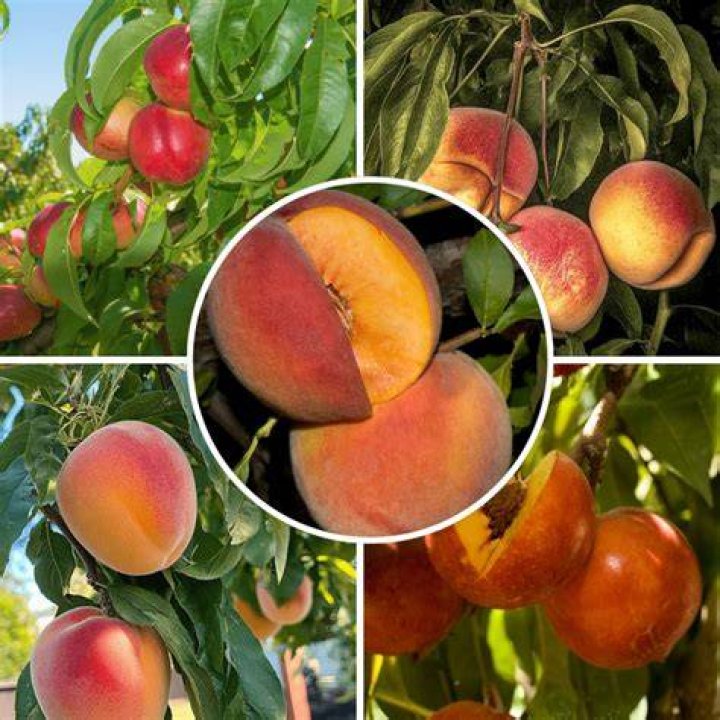A Guide To Enhanced Peach Production