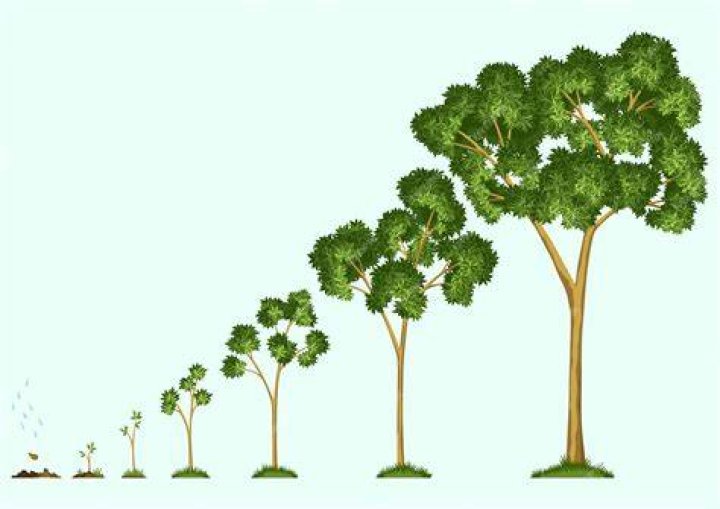 A Journey Of Growth And Evolution