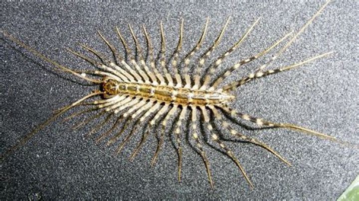 Age, Daughter, Centipede, Home, Net Worth |
