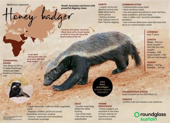 Are Badgers Dangerous? The Facts and Myths About These Nocturnal Animals |