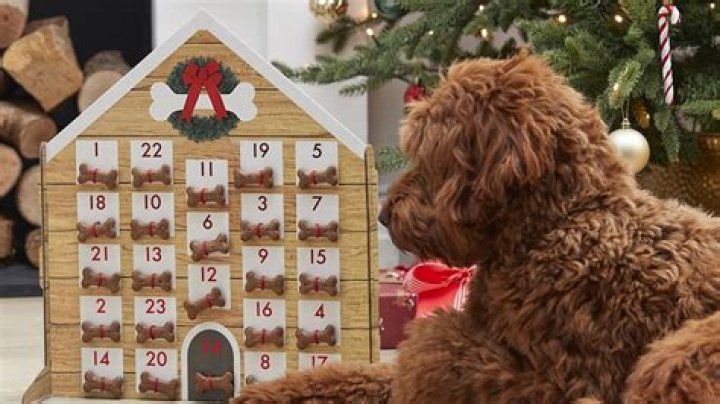 Best advent calendars for dogs 2023: Calendars your pets will love