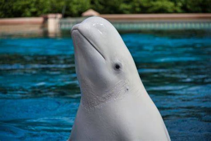 BlogLab | Beluga