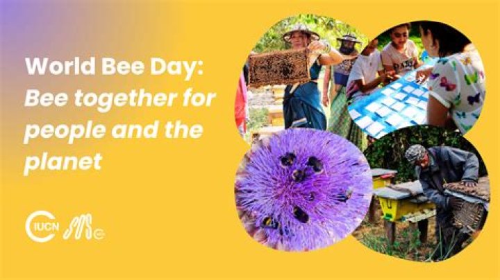 Buzzing With Awareness About Bee Conservation