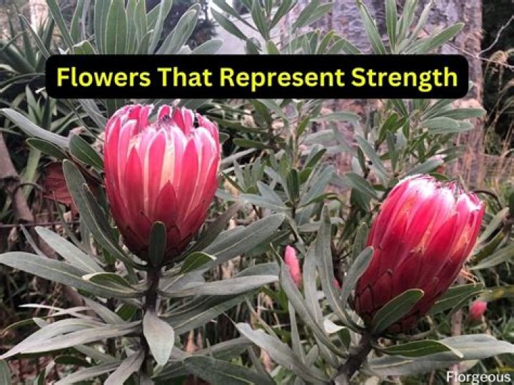 Discover Flowers That Embody Strength