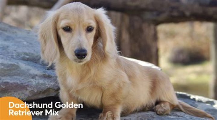Discover The Unbelievable Golden Retriever Weiner Dog Mix