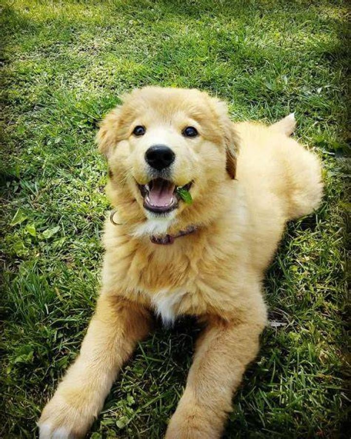 Discoveries In The Weiner Dog Golden Retriever Mix World