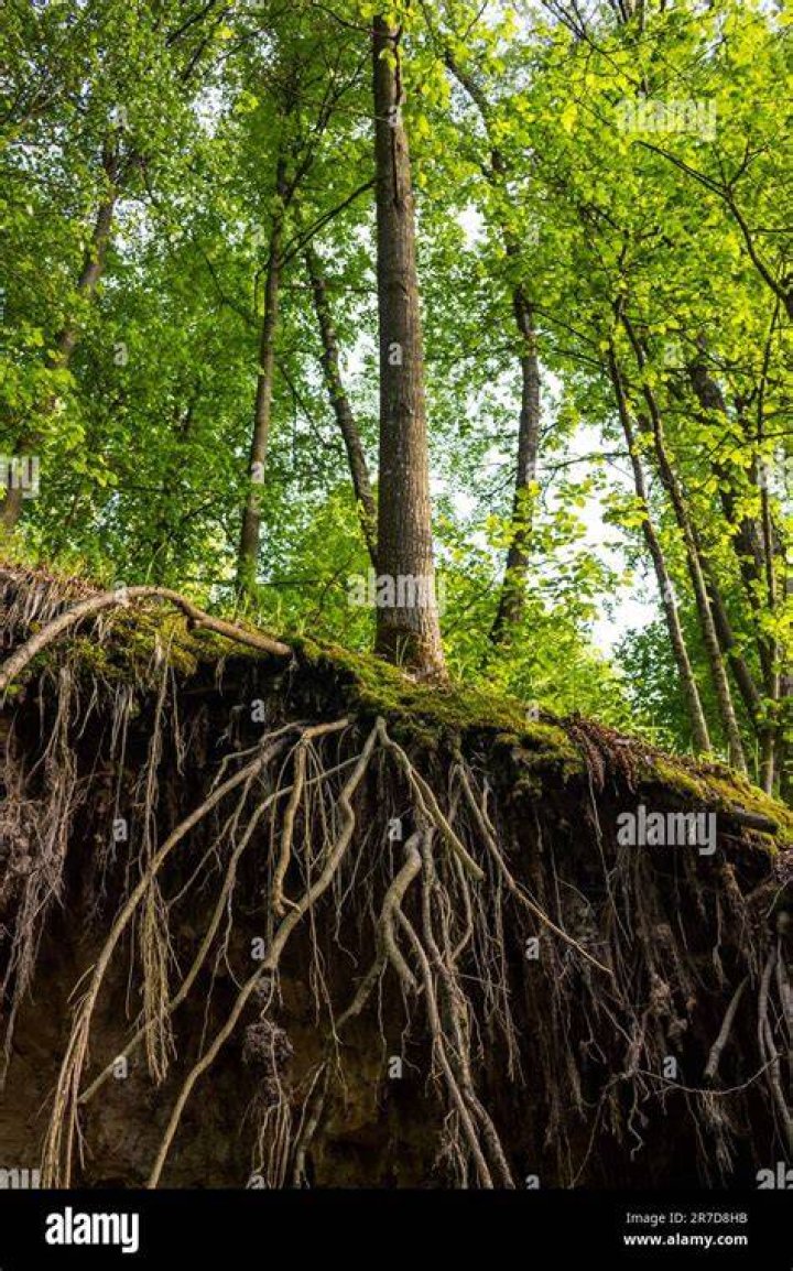 Exploring The Roots Of A Cultural Tapestry