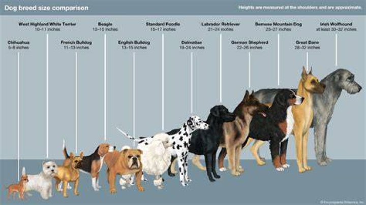 From Size to Breeds |
