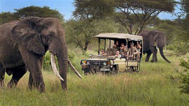 German Tourists Cut South Africa Trips Short Discoveries And Insights