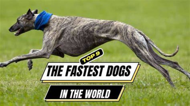 Get To Know Top 5 Fastest Dogs In The World |