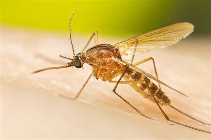 How bad are mosquitoes in Bali?