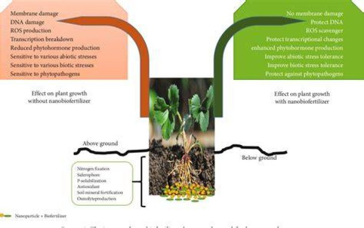 Insights For Enhanced Plant Growth
