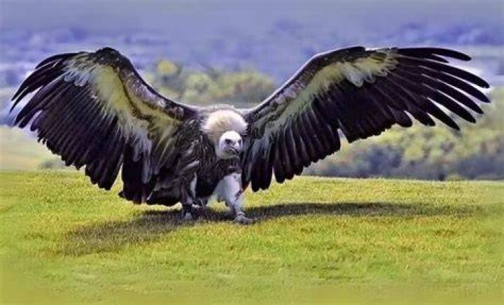 Largest Flying Birds in the World