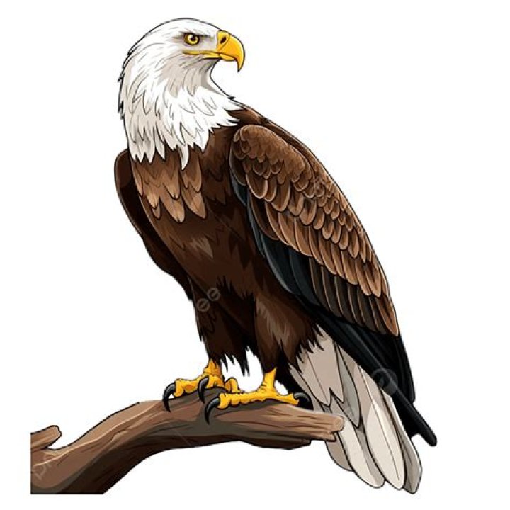 Legal Eagle, Media Icon, And Motivational Star