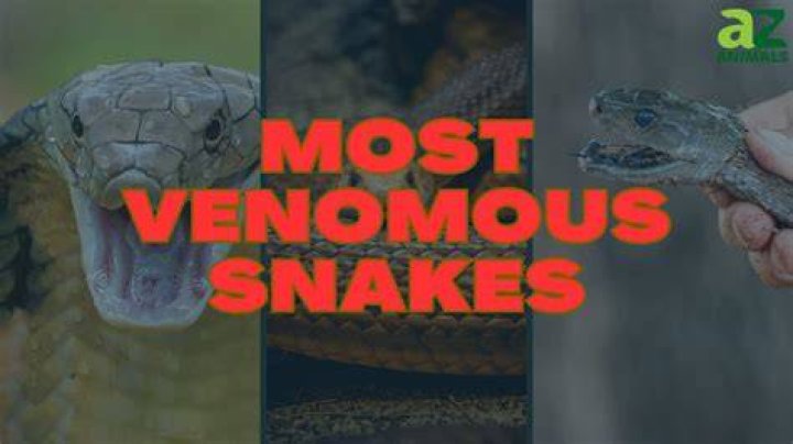 Most Venomous Animal In The World, From Snakes And Jellyfish To Mammals |