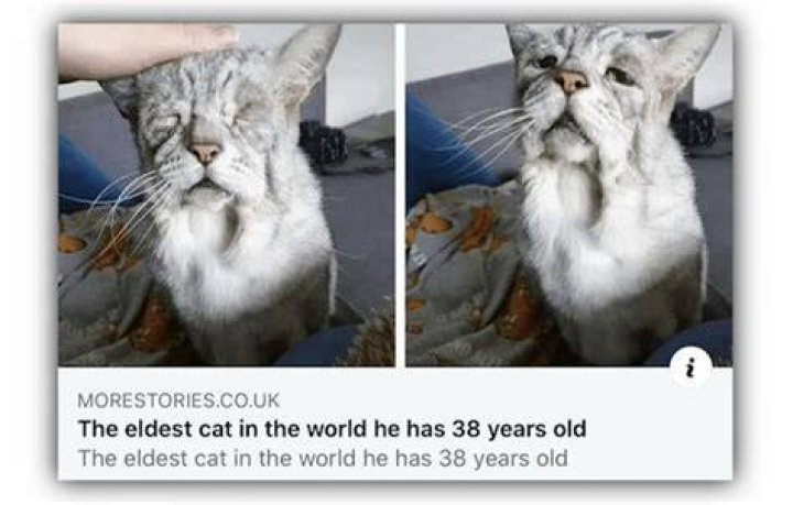 Oldest Cat In The World |