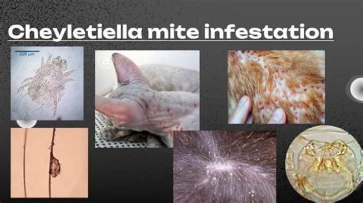 Pictures Of Cheyletiella Mite Bites Exposed