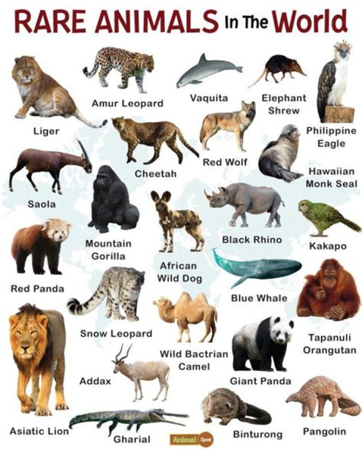 Rarest Animal In The World |
