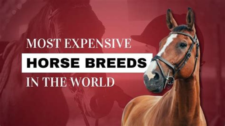 The Most Expensive Horse Breed In The World