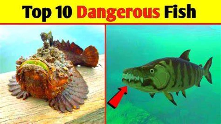 Top 10 Dangerous Fish In The World |
