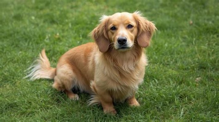 Unlock The Secrets Of The Enchanting Weiner Dog Golden Retriever Mix