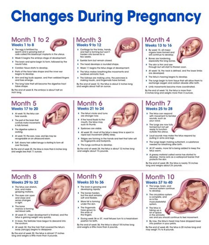 Unlocking The Secrets: Jessica Tarlov's Pregnancy Journey