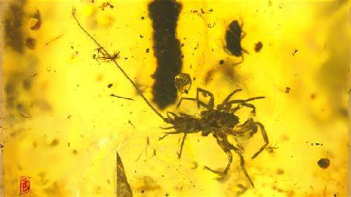 Unraveling The Enigma Of Arachnid Mortality