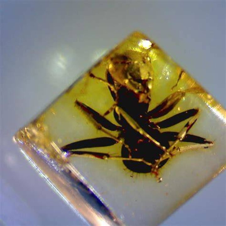 Unveiling The Enchanting Amber Brown: Discoveries And Insights