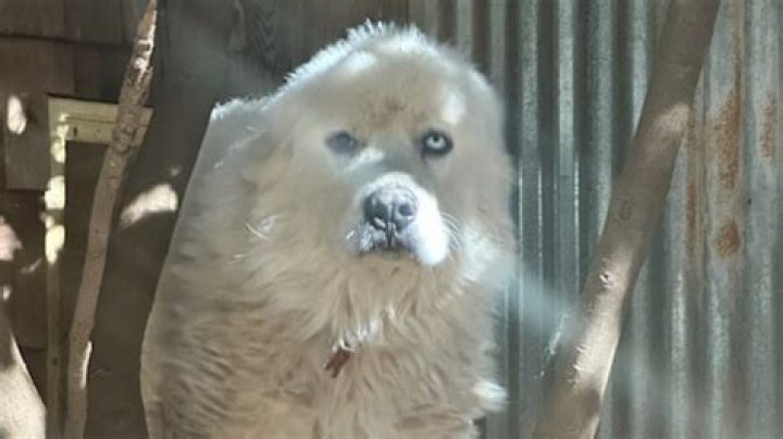 Unveiling The Enchanting World Of Casper Great Pyrenees