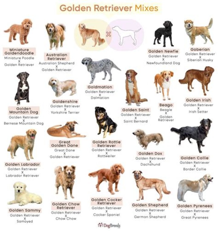 Unveiling The Enigmatic Golden Retriever Cross Sausage Dog: Discoveries And Insights