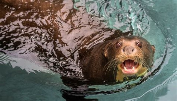 Unveiling The Giant Otter's Enigmatic Size: Unlocking Surprising Insights