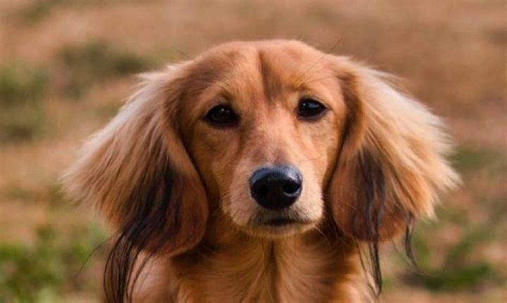 Unveiling The Golden Weenie: Discoveries And Insights