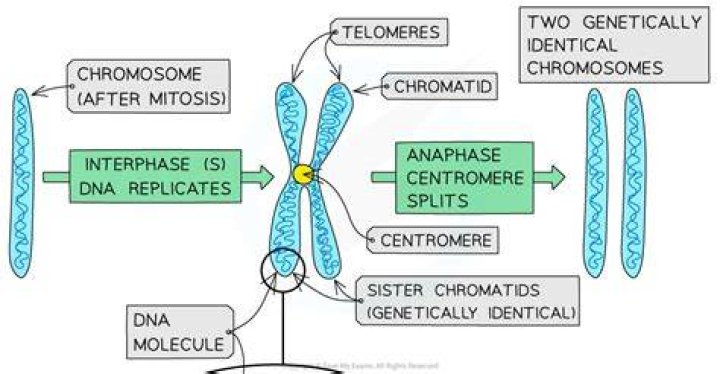 Unveiling The Masterminds Of Chromosome Movement In Cell Division