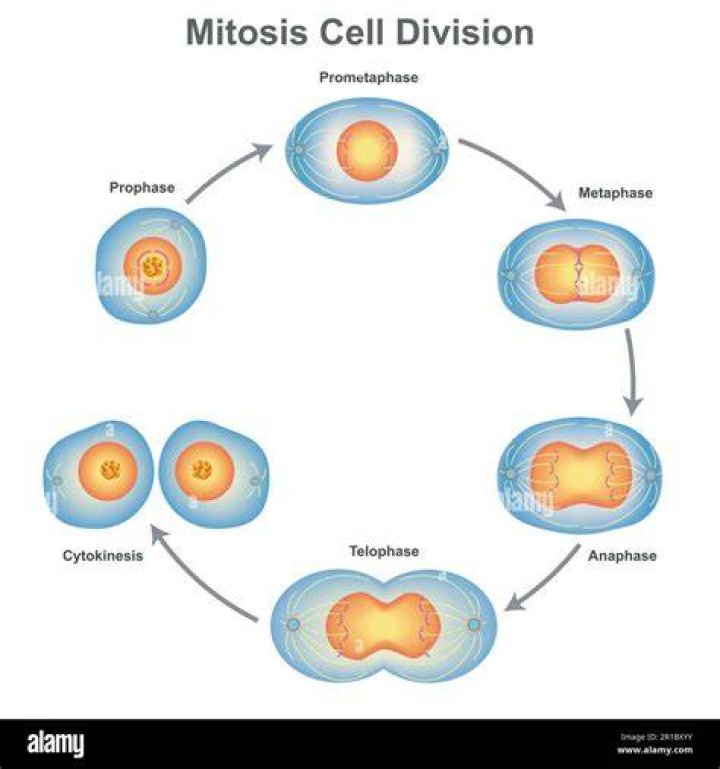 Unveiling The Secrets Of Chromosome Movement In Cell Division