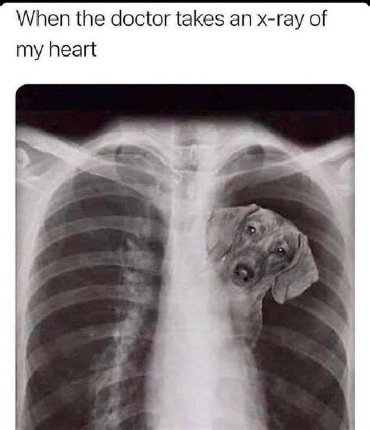 Unveiling The Secrets Of Dog X-Ray Memes: Discoveries And Insights