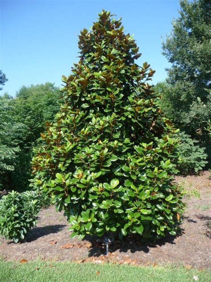 Unveiling The Secrets Of Emma Magnolia Height: Discoveries And Insights