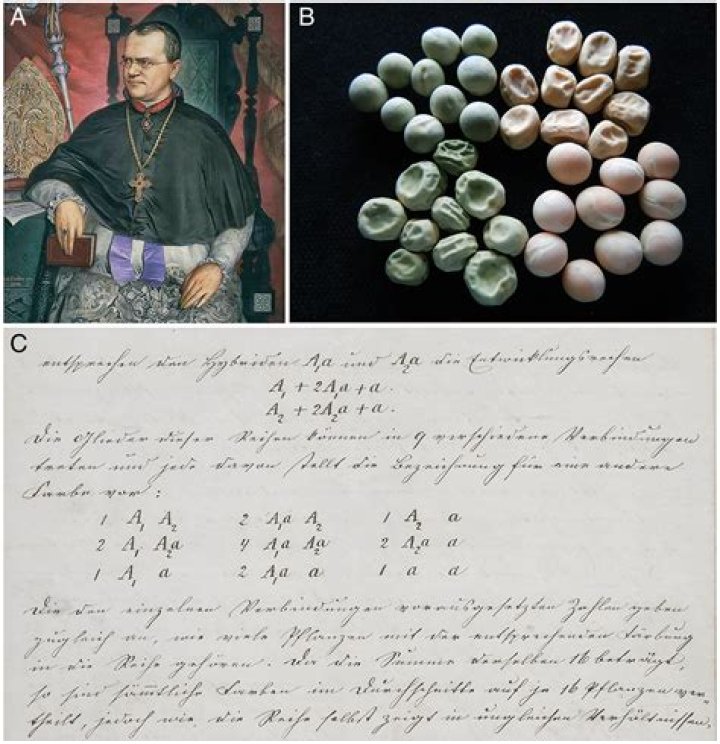 Unveiling The Secrets Of Kelsey Midgets: Discoveries And Insights Revealed