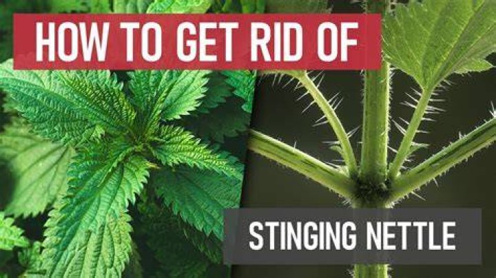 Unveiling The Secrets Of Nettles: Discoveries And Insights