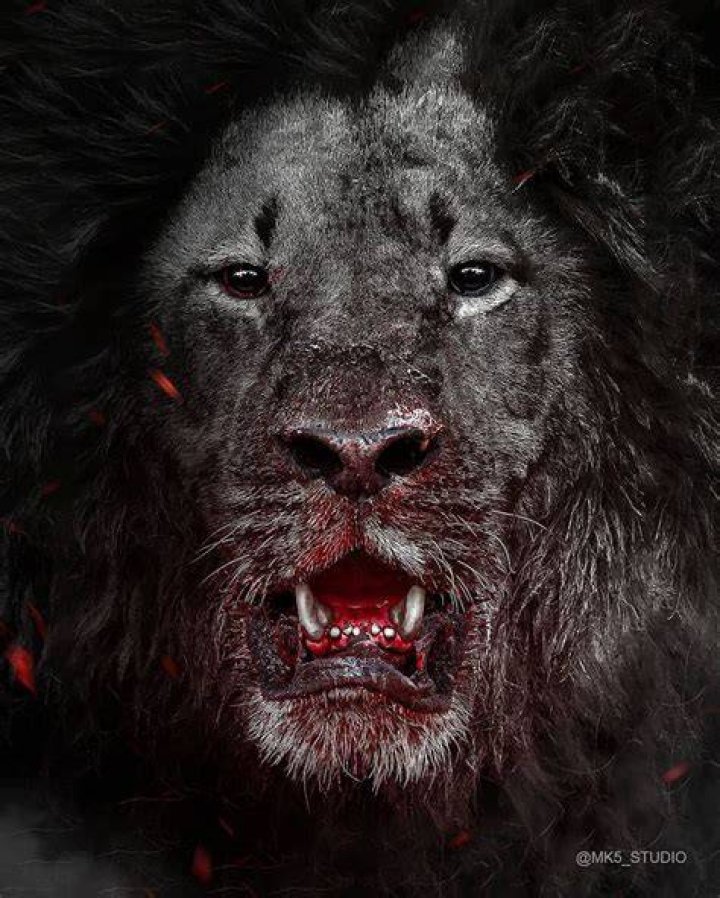 Unveiling The Symbolism And Power Of The "Lion With Blood On Face"