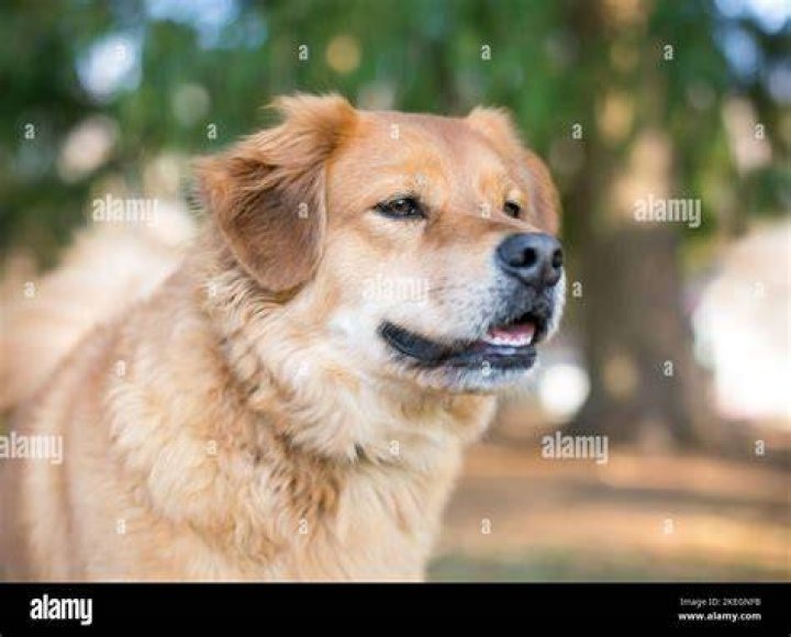 Unveiling The Wonders Of A Wiener Dog Mixed With A Golden Retriever