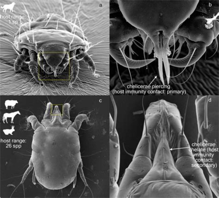 Visual Explorations Of Cheyletiella Mite Bites On Humans