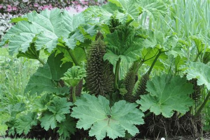 What is the plant that looks like giant rhubarb?