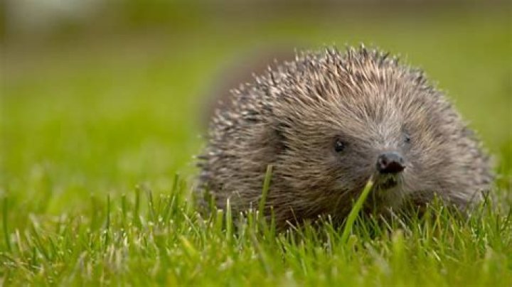 Who is Beryl Casey? Portisheads Hedgehog lady joins Springwatch 2020 Thu 4 June 2020 1 ·
